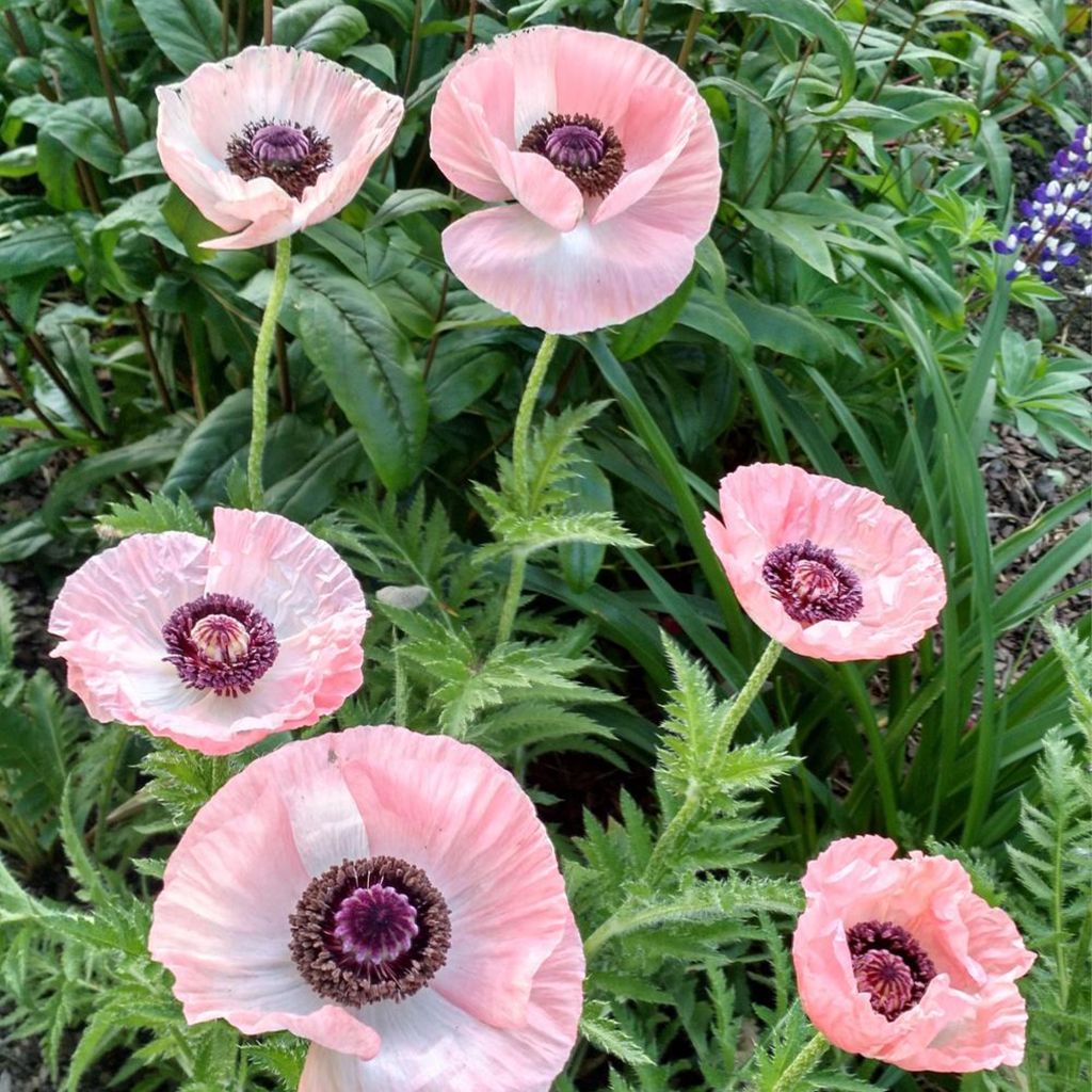 Amapola oriental Shasta - Papaver orientale