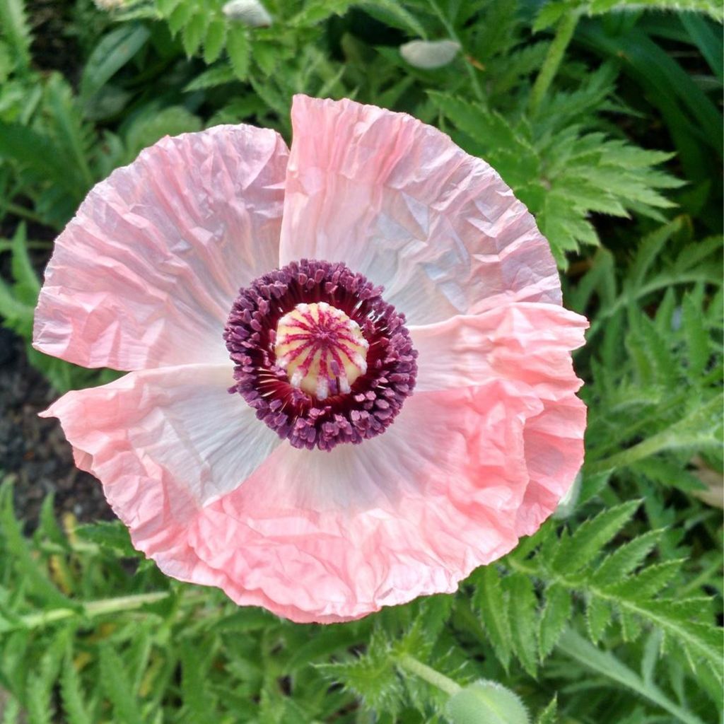 Amapola oriental Shasta - Papaver orientale