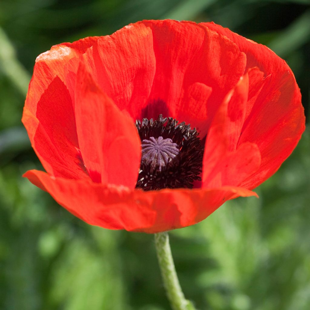 Amapola oriental Allegro - Papaver orientale