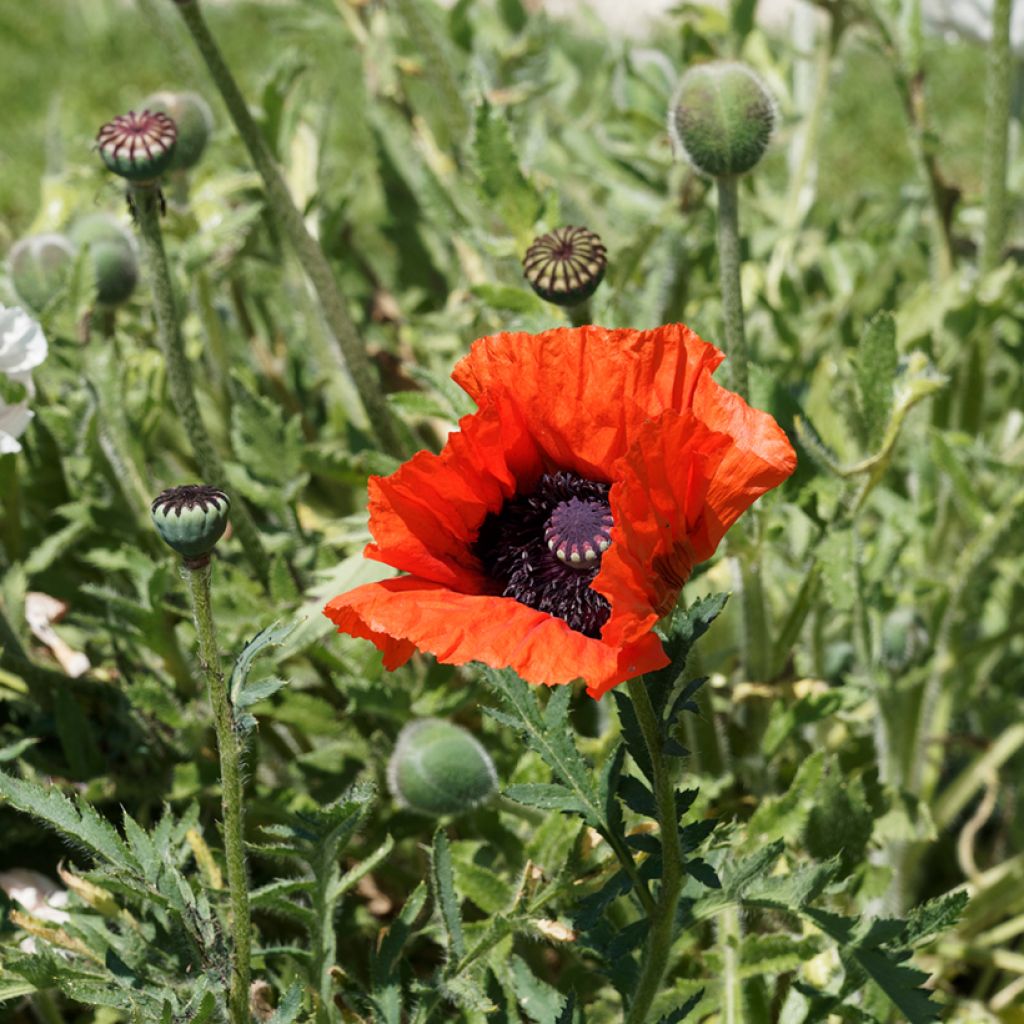 Amapola oriental Allegro - Papaver orientale