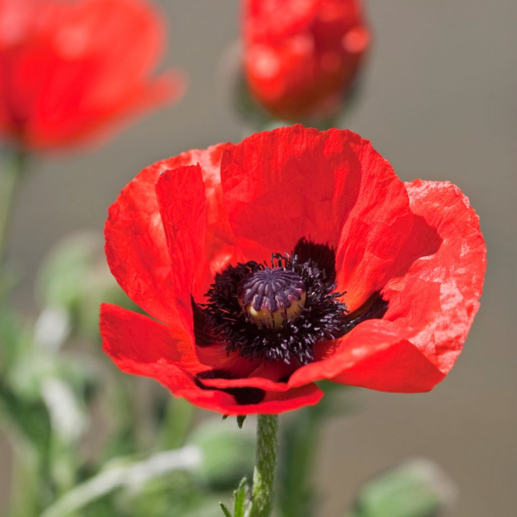 Amapola oriental Allegro - Papaver orientale