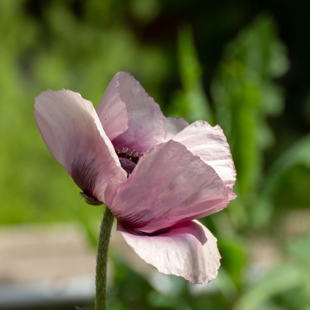 Pavot d'Orient Haremstraum - Papaver orientale