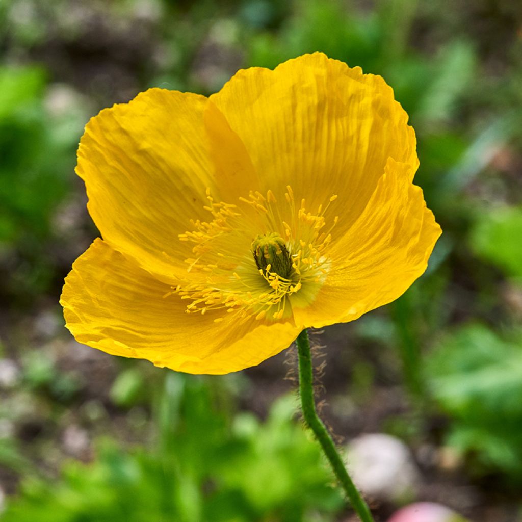 Meconopsis cambrica - Amapola amarilla