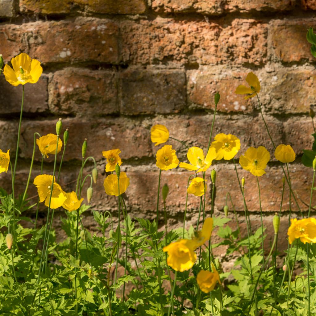 Meconopsis cambrica - Amapola amarilla