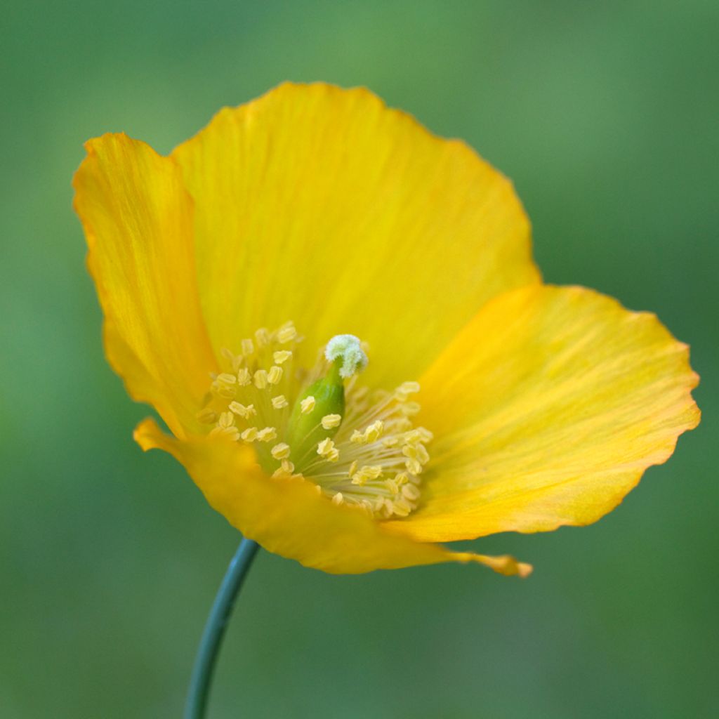 Meconopsis cambrica - Amapola amarilla