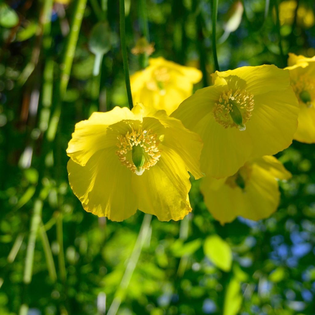 Meconopsis cambrica - Amapola amarilla