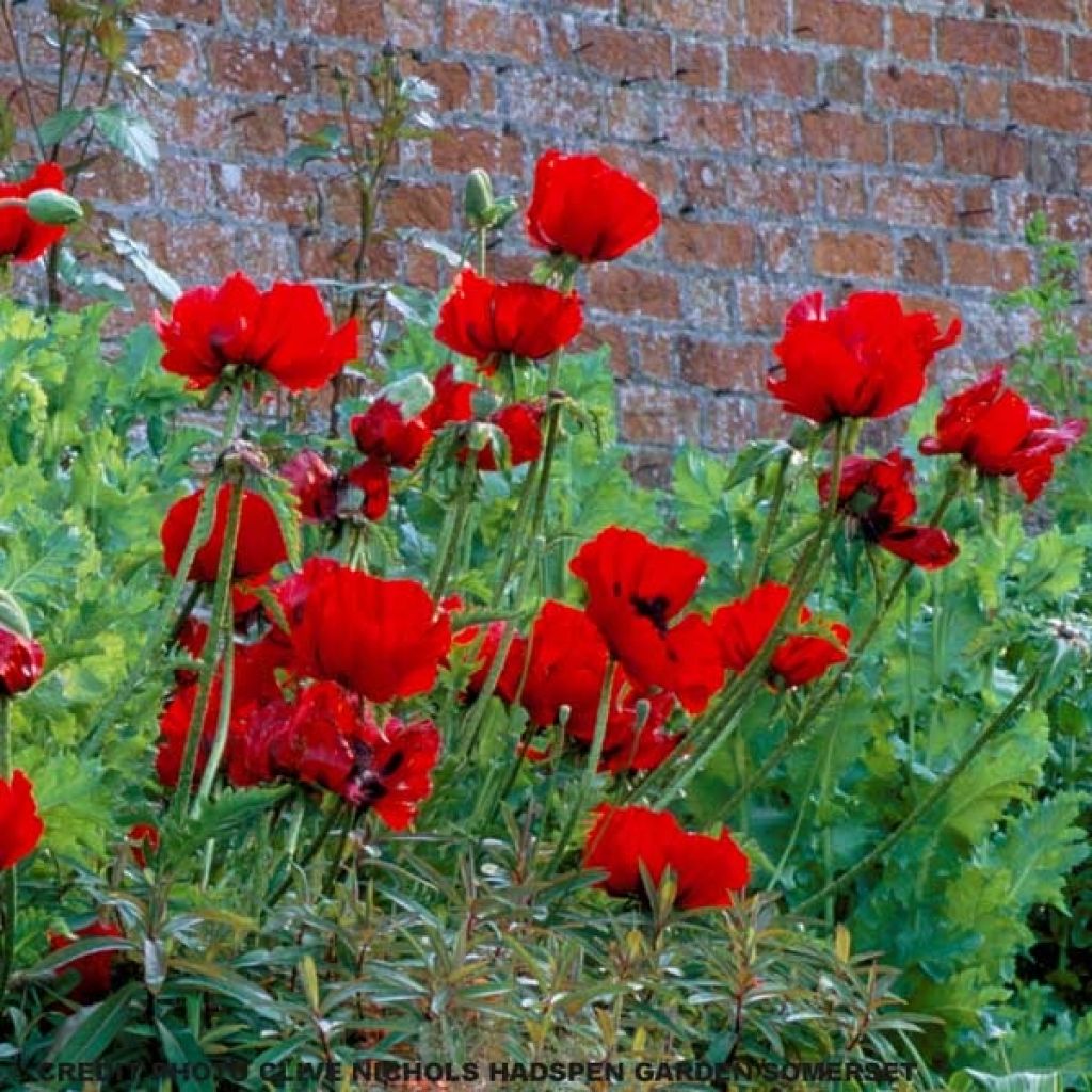 Amapola oriental Beauty of Livermere - Papaver orientale