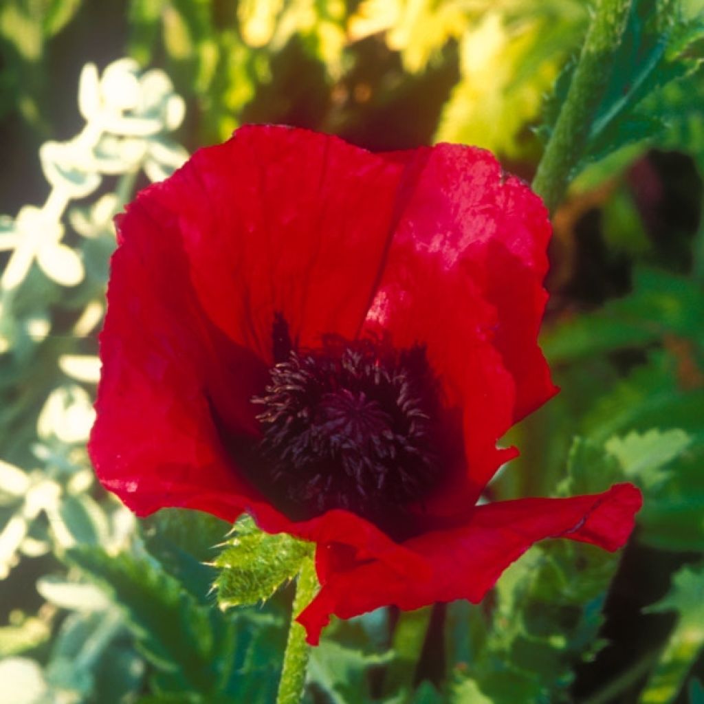 Amapola oriental Beauty of Livermere - Papaver orientale