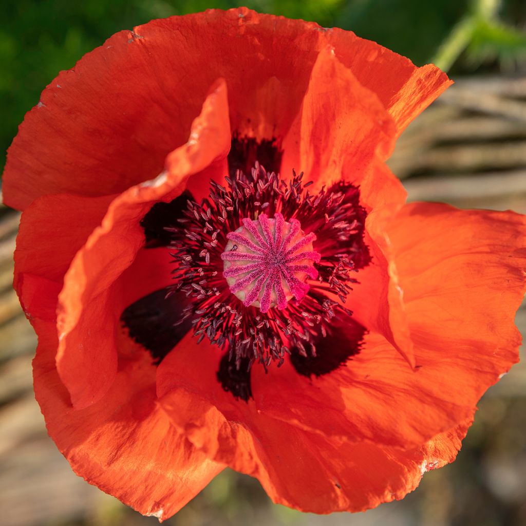 Amapola oriental Brilliant - Papaver orientale