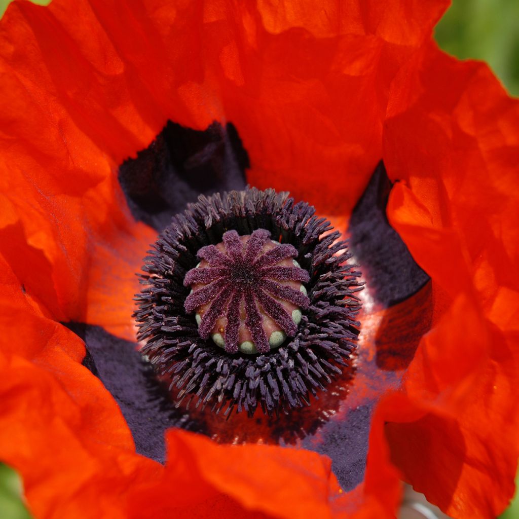 Amapola oriental Brilliant - Papaver orientale