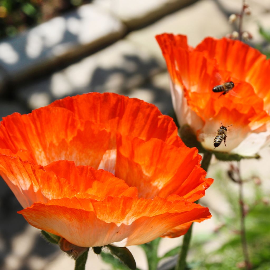 Pavot d Orient - Papaver orientale Picotee