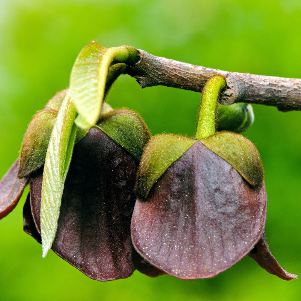 Pawpaw - Asimina triloba Allegheny