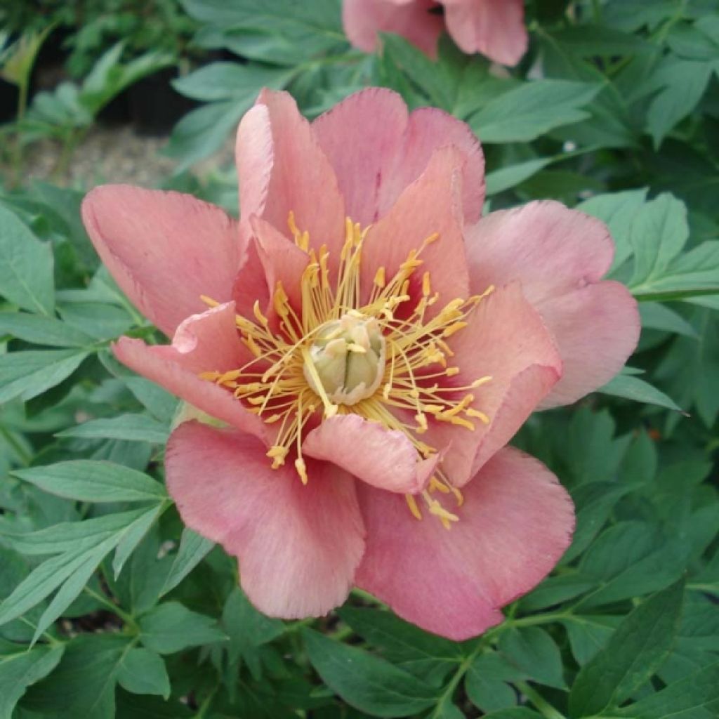 Peonia Itoh Old Rose Dandy