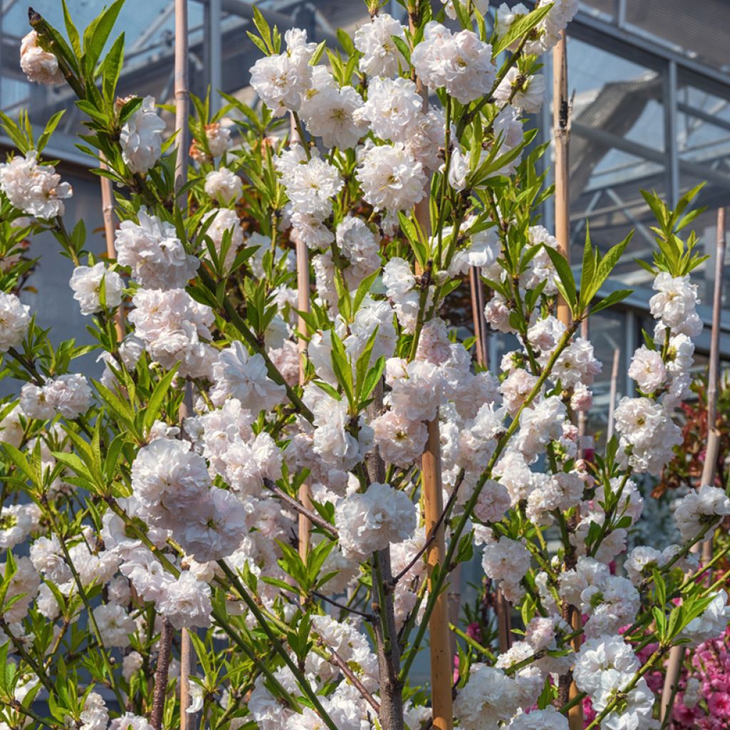 Prunus persica Taoflora White