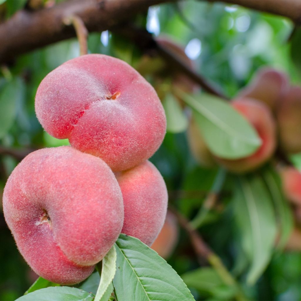 Pêcher nain Fruit me Peach me Donut