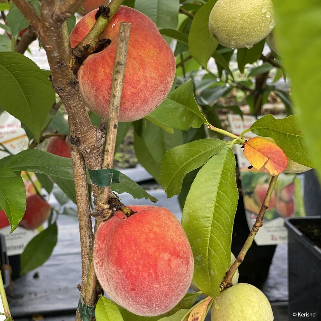 Pêcher nain Fruit me Peach me Red