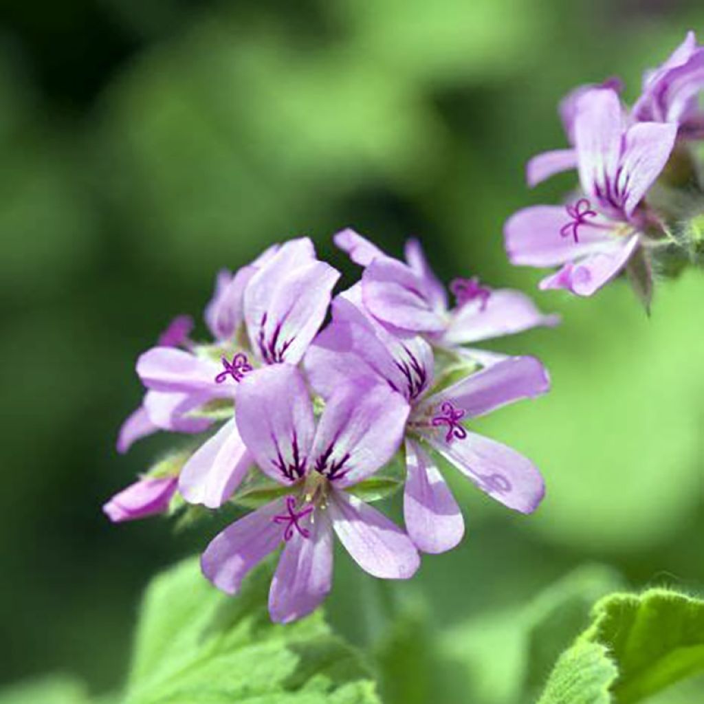 Pelargonium Atomic Snowflake - Géranium odorant au parfum de rose et citron