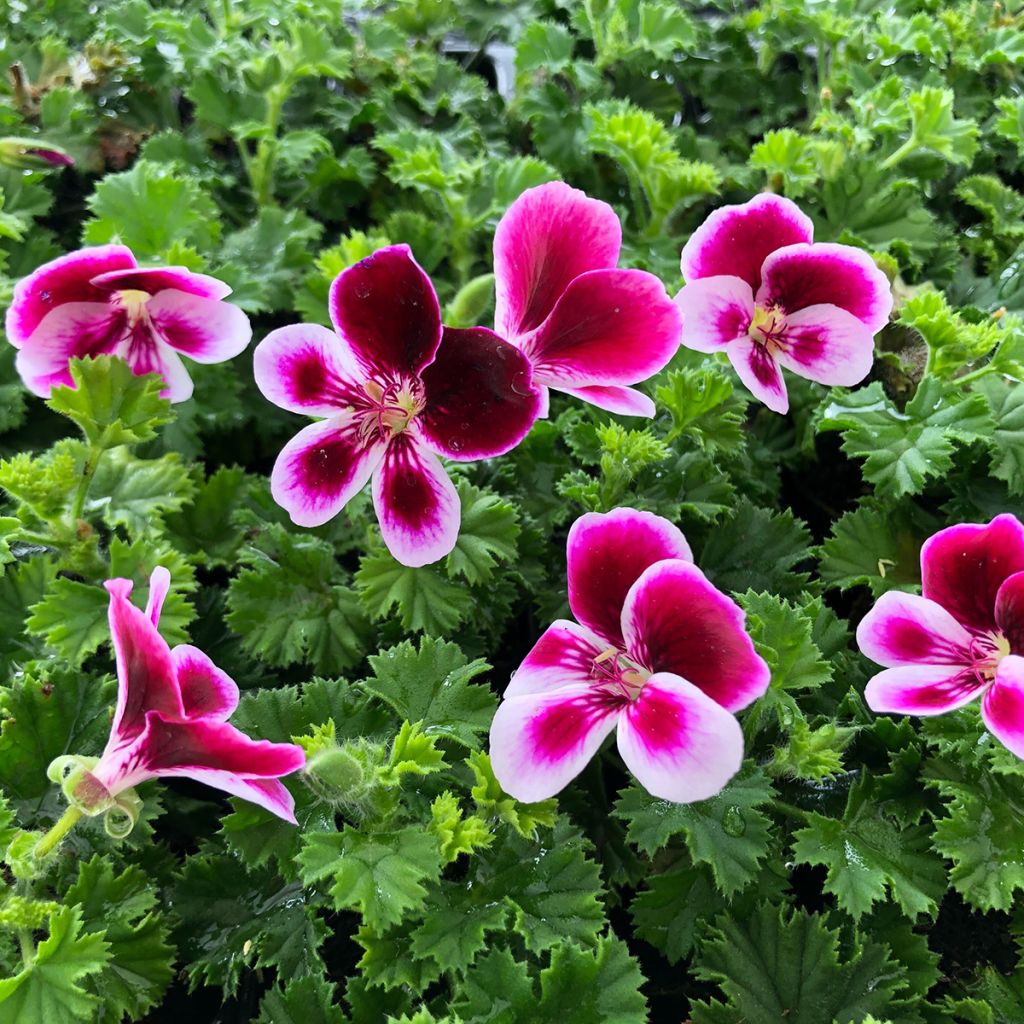 Geranio Angel's Perfume- Pelargonium