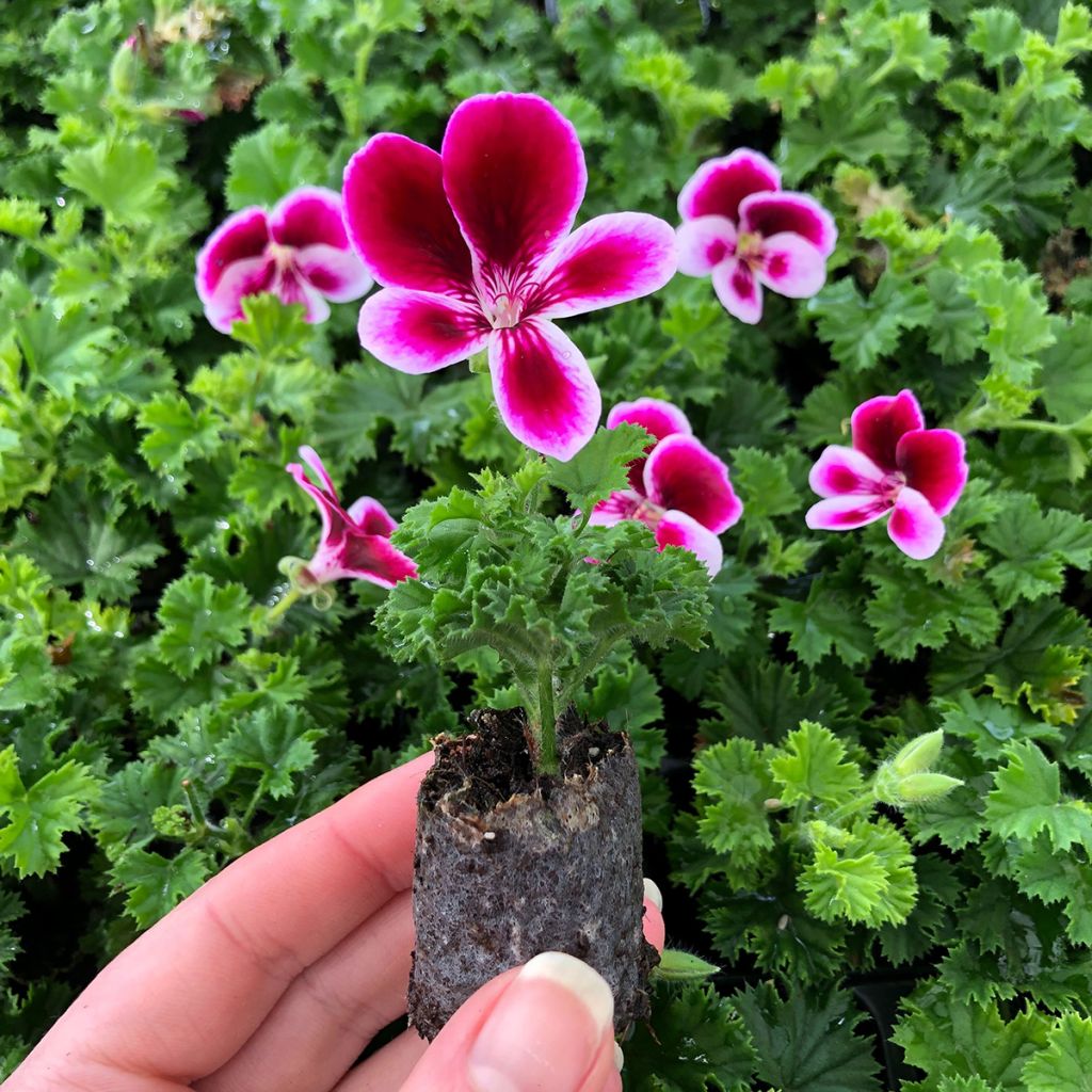 Geranio Angel's Perfume- Pelargonium