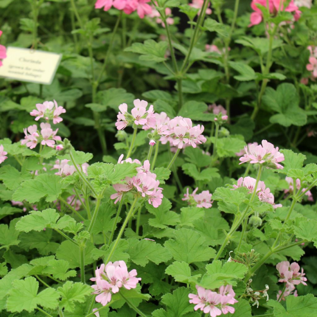 Geranio Attar of Roses- Pelargonium