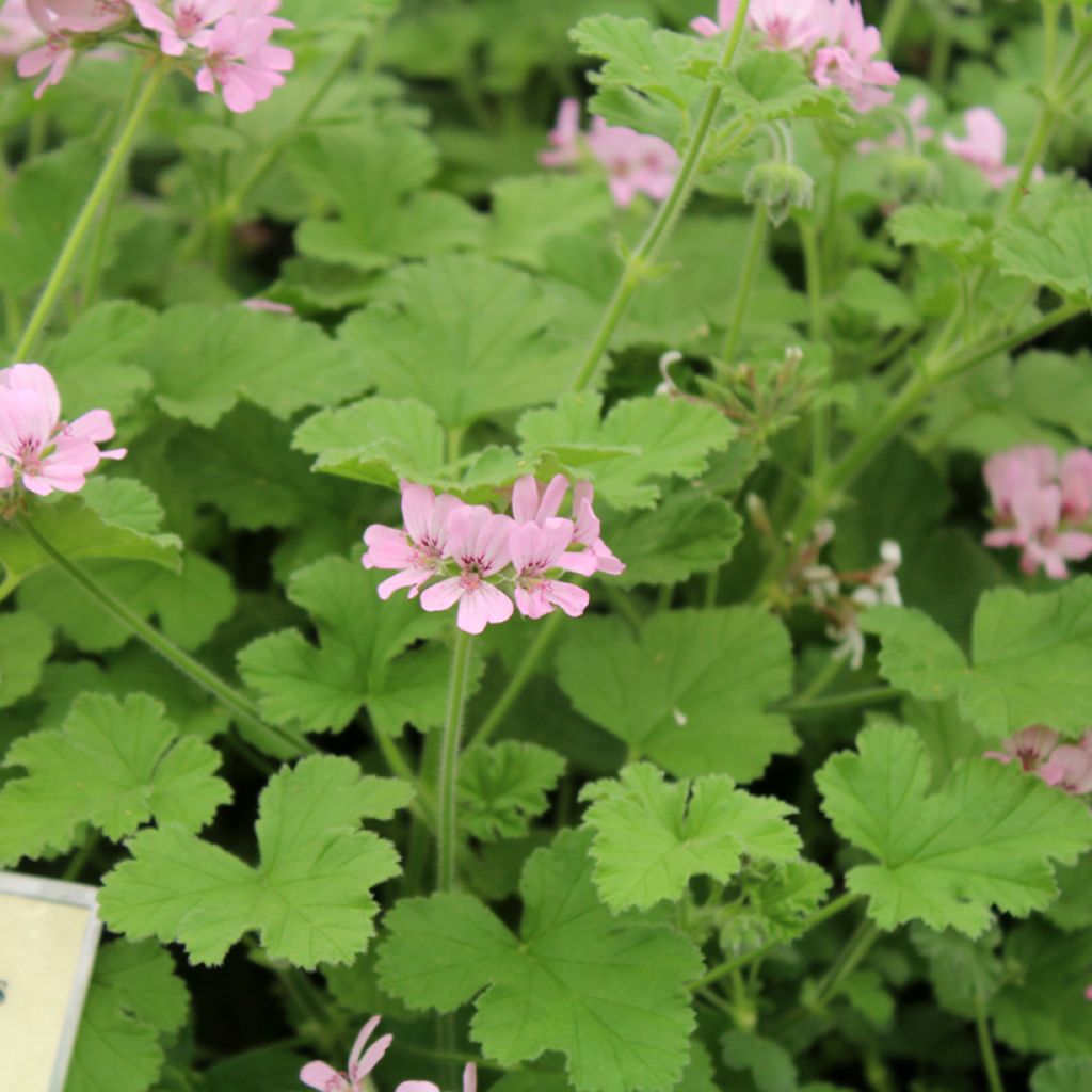 Geranio Attar of Roses- Pelargonium