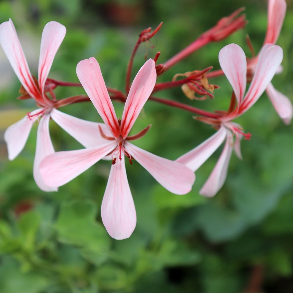 Pelargonium acetosum - Géranium botanique 