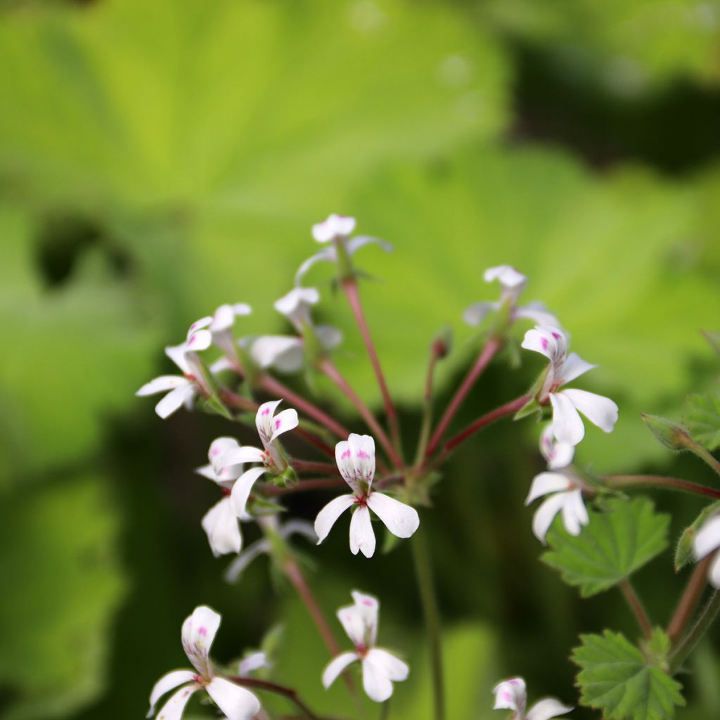 Pelargonium album - Geranio