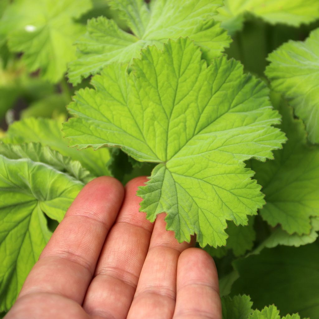 Pelargonium album - Geranio