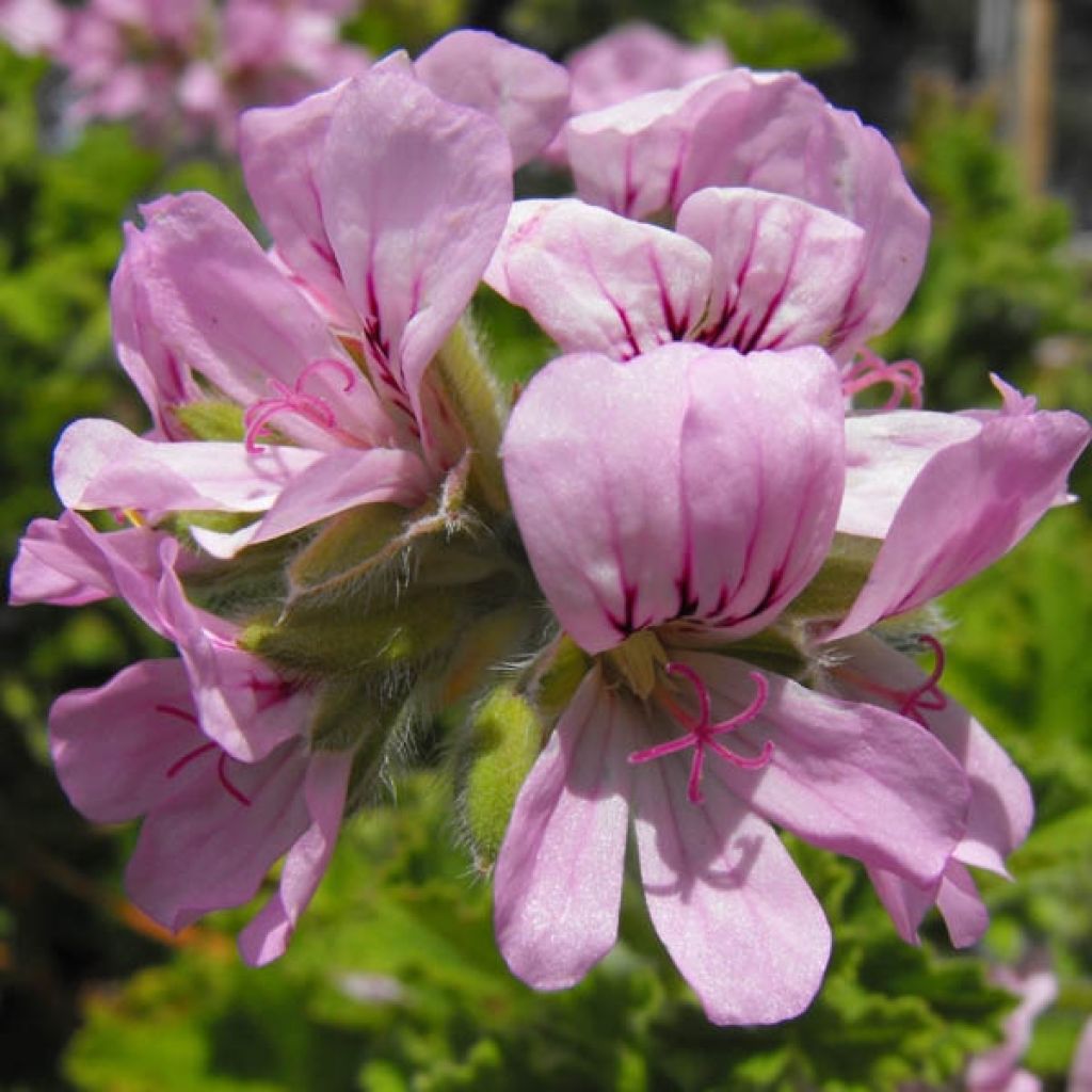 Geranio Attar of Roses- Pelargonium