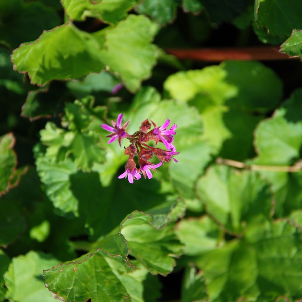 Geranio grossularioides- Pelargonium