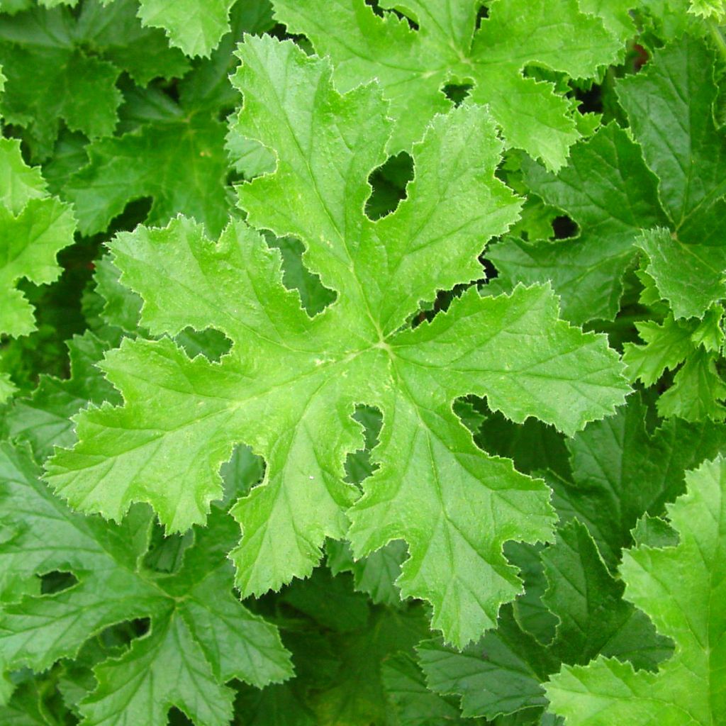 Pelargonium odorant Brunswick - Géranium parfum lavande