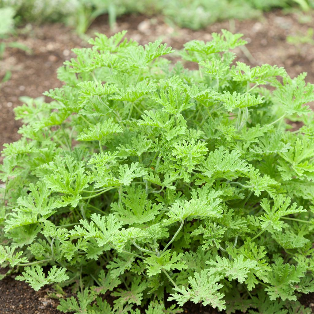 Pelargonium odorant White Graveolens - Géranium à forte odeur