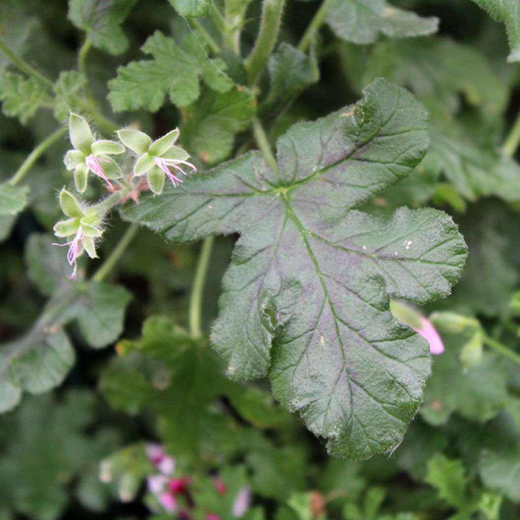 Geranio quercifolium- Pelargonium