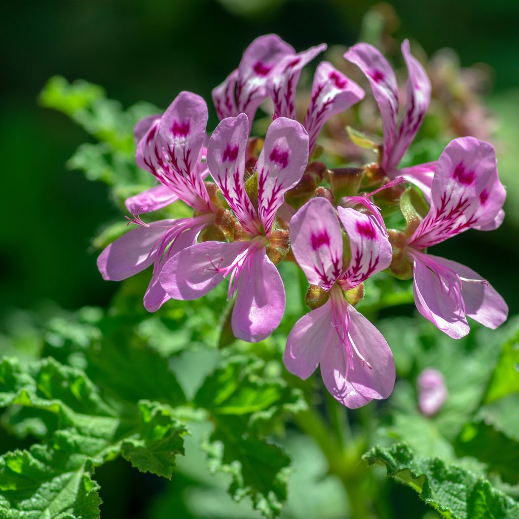 Geranio quercifolium- Pelargonium