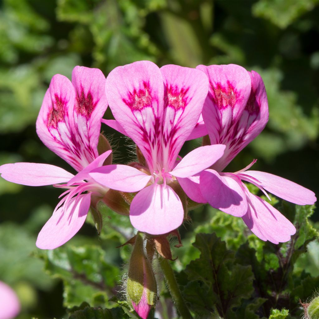 Geranio quercifolium- Pelargonium