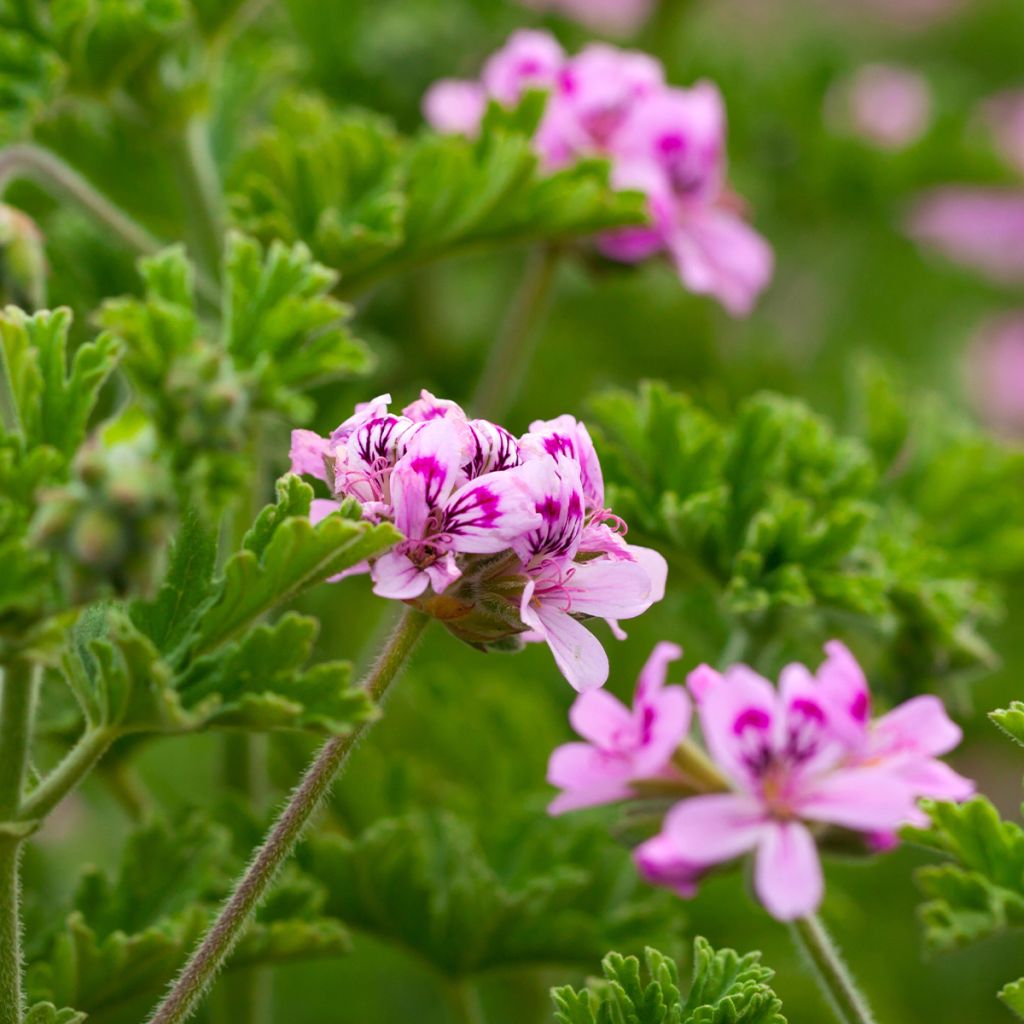 Geranio quercifolium- Pelargonium