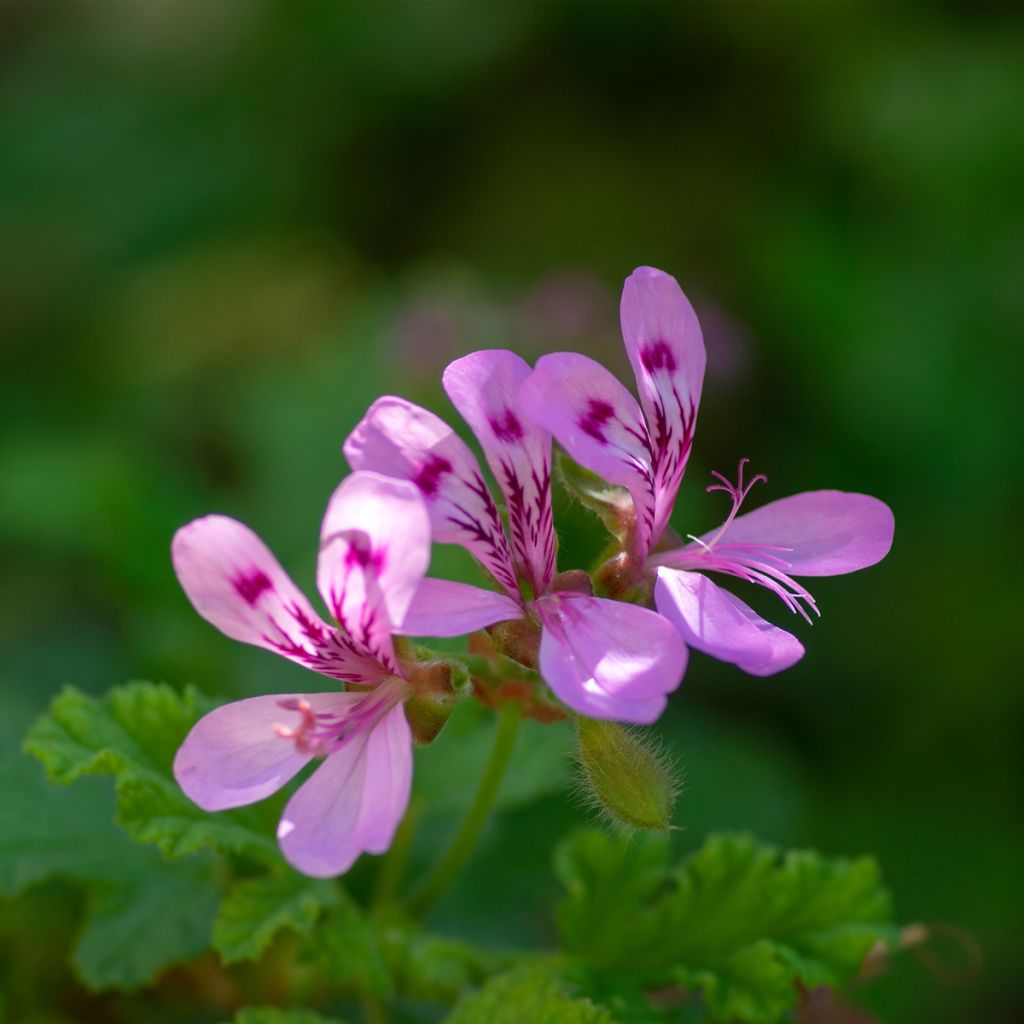 Geranio quercifolium- Pelargonium