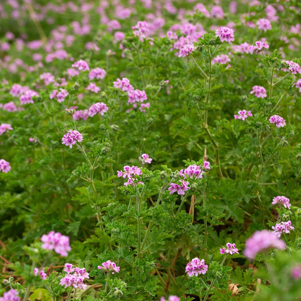 Geranio quercifolium- Pelargonium