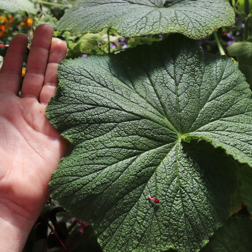 Geranio papilionaceum- Pelargonium