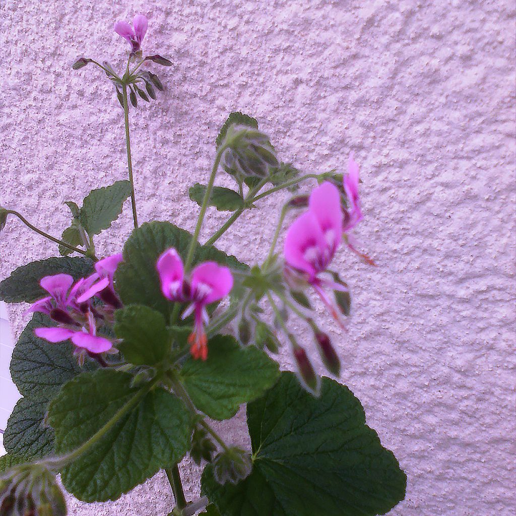 Geranio papilionaceum- Pelargonium