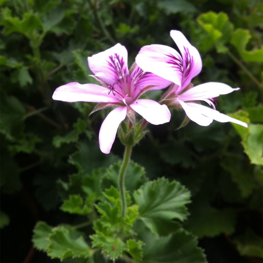 Pelargonium Prince Rupert - Géranium odorant au parfum de citron