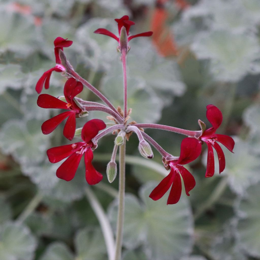 Geranio reniforme sidoides- Pelargonium