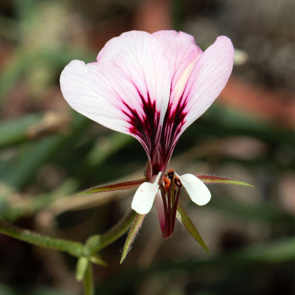 Geranio tetragonum- Pelargonium