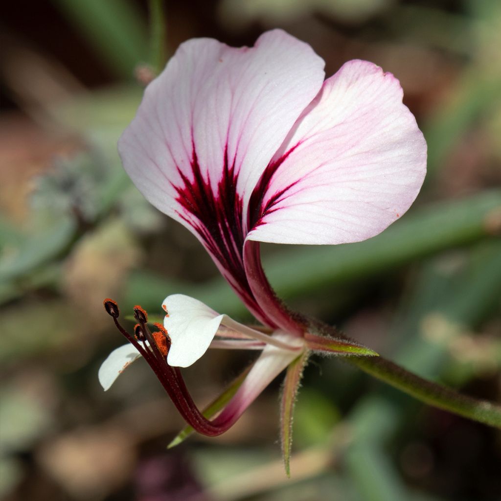 Geranio tetragonum- Pelargonium