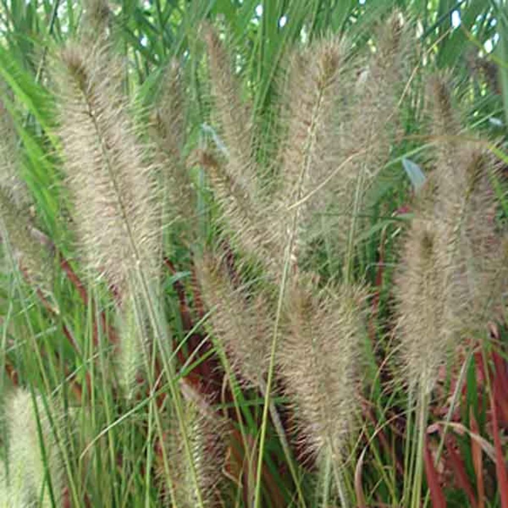 Pennisetum alopecuroïdes Hameln