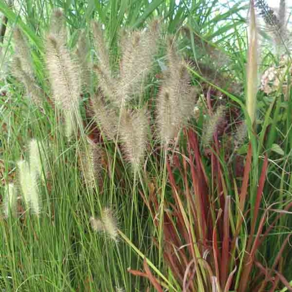 Pennisetum alopecuroïdes Hameln