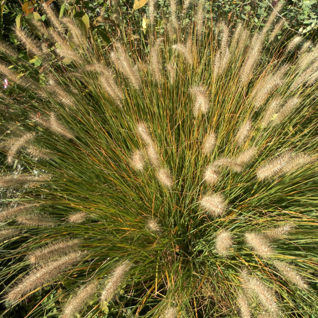 Pennisetum alopecuroïdes Hameln