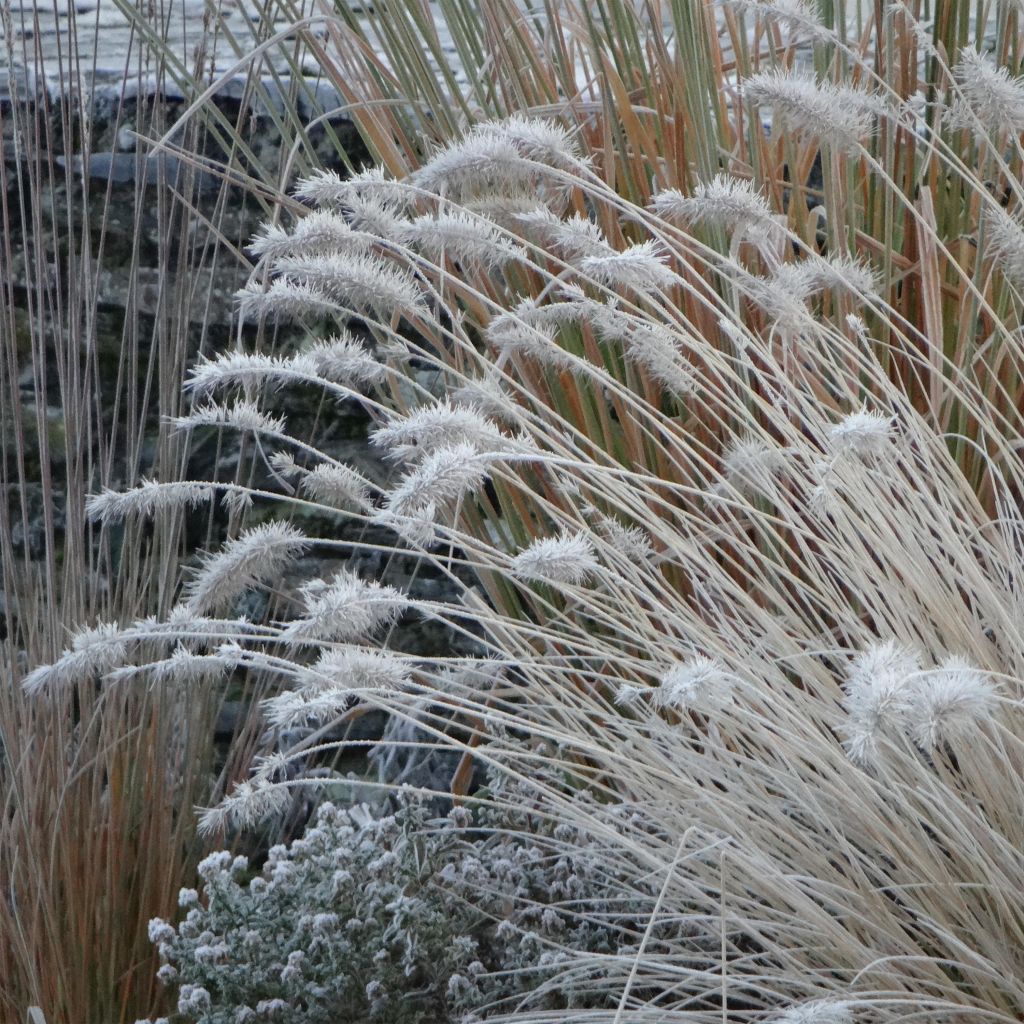 Pennisetum alopecuroïdes Hameln