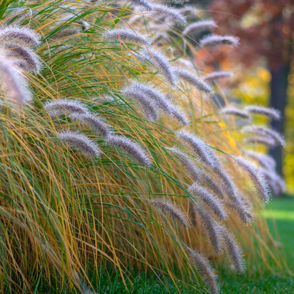 Pennisetum alopecuroïdes Hameln