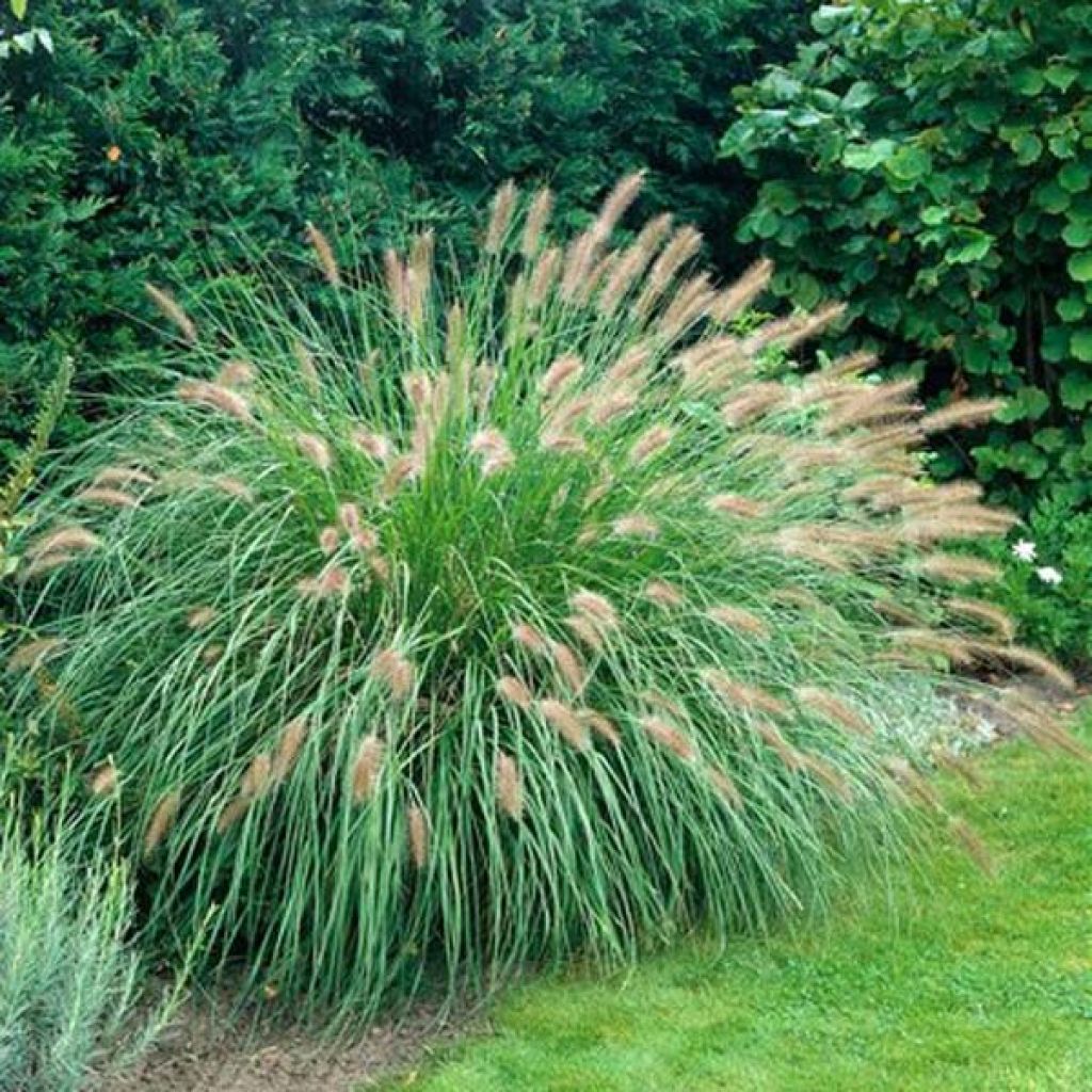 Pennisetum alopecuroïdes Herbstzauber